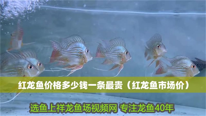 紅龍魚價格多少錢一條最貴（紅龍魚市場價）