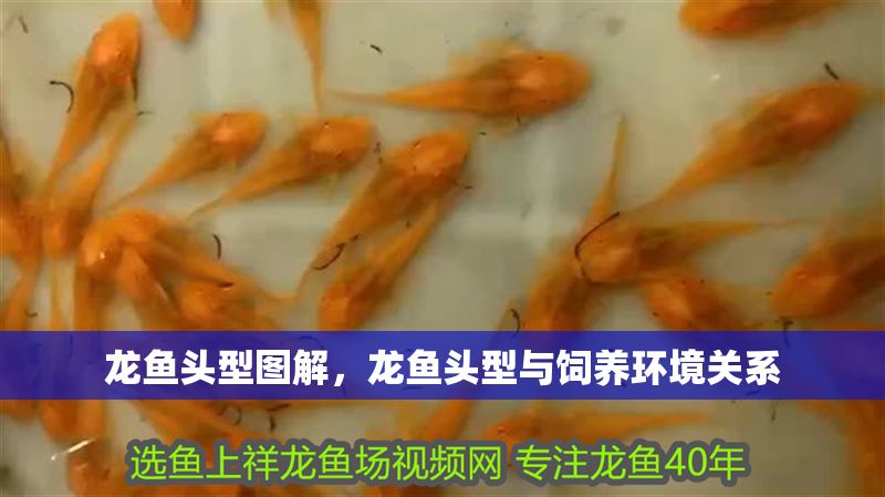龍魚頭型圖解，龍魚頭型與飼養(yǎng)環(huán)境關(guān)系