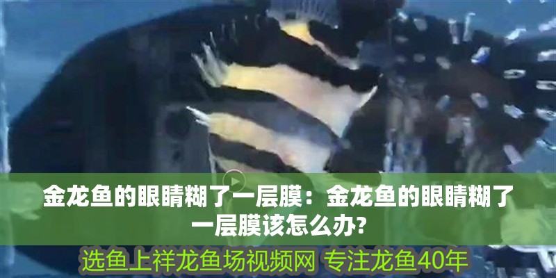 詳細閱讀:金龍魚的眼睛糊了一層膜:金龍魚的眼睛糊了一層膜該怎么辦? 金龍魚的眼睛糊了一層膜:金龍魚的眼睛糊了一層膜該怎么辦?