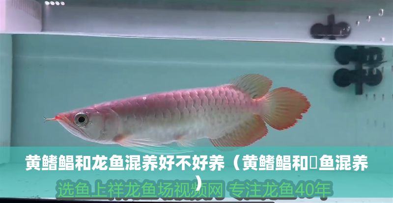 黃鰭鯧和龍魚混養(yǎng)好不好養(yǎng)（黃鰭鯧和魟魚混養(yǎng)）