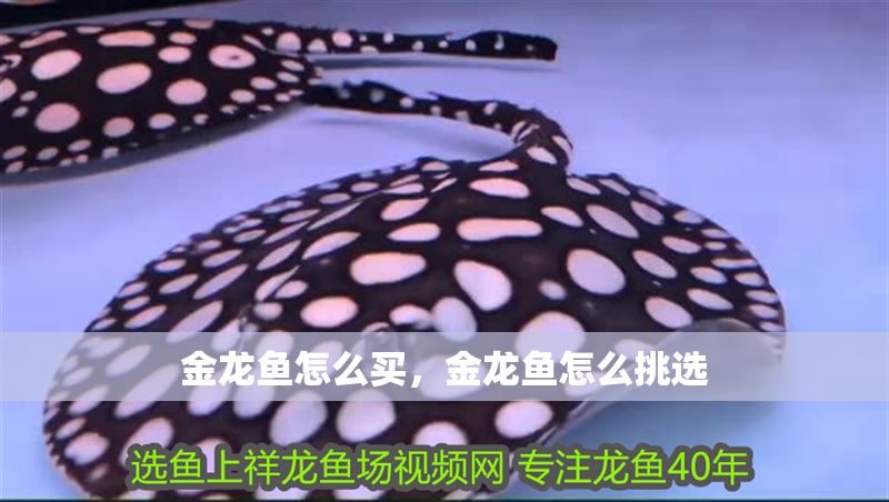 金龍魚怎么買，金龍魚怎么挑選 金龍魚怎么買，金龍魚怎么挑選 龍魚百科 第6張