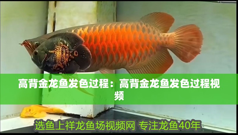 高背金龍魚發色過程:高背金龍魚發色過程視頻