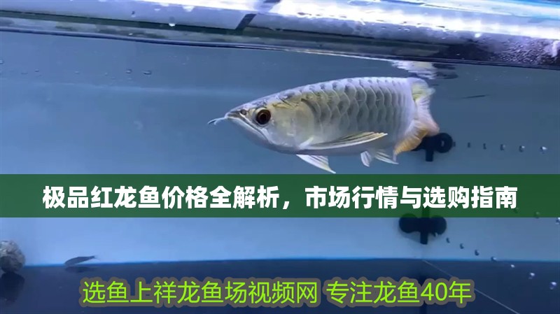 極品紅龍魚價格全解析，市場行情與選購指南