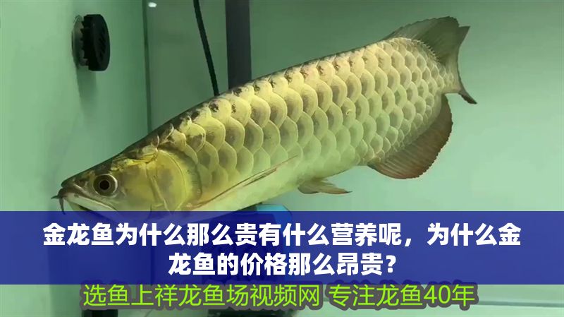 金龍魚為什么那么貴有什么營養呢，為什么金龍魚的價格那么昂貴？