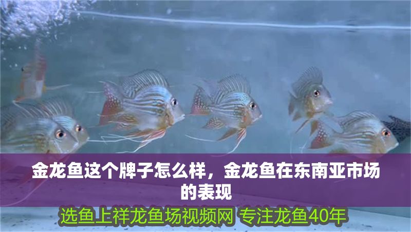 金龍魚這個牌子怎么樣,金龍魚在東南亞市場的表現(xiàn) 龍魚百科 第2張 金龍魚這個牌子怎么樣,金龍魚在東南亞市場的表現(xiàn) 金龍魚這個牌子怎么樣,金龍魚在東南亞市場的表現(xiàn) 龍魚百科 第2張