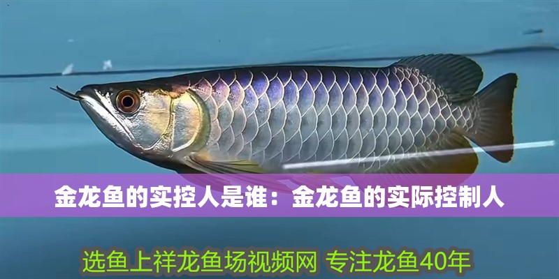 金龍魚的實控人是誰:金龍魚的實際控制人 龍魚百科 第2張 金龍魚的實控人是誰:金龍魚的實際控制人 金龍魚的實控人是誰:金龍魚的實際控制人 龍魚百科 第2張