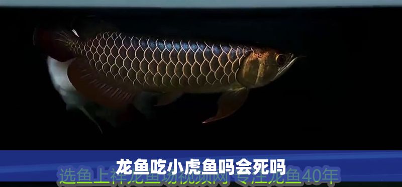 龍魚吃小虎魚嗎會死嗎