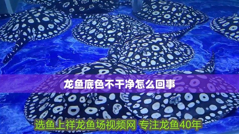 龍魚底色不干凈怎么回事