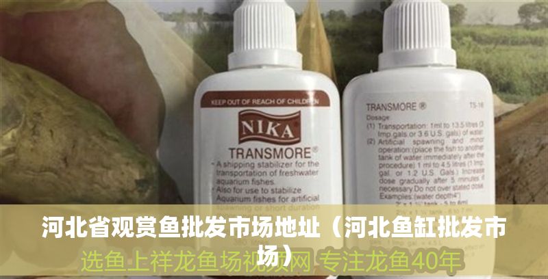河北省觀賞魚批發市場地址（河北魚缸批發市場）