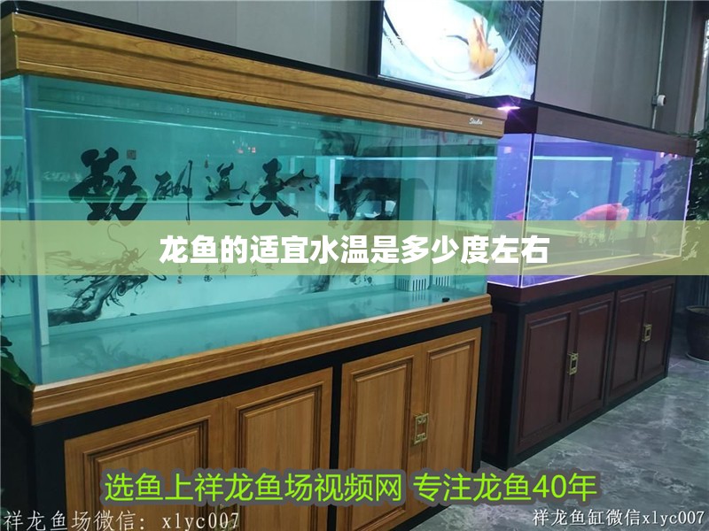 龍魚(yú)的適宜水溫是多少度左右