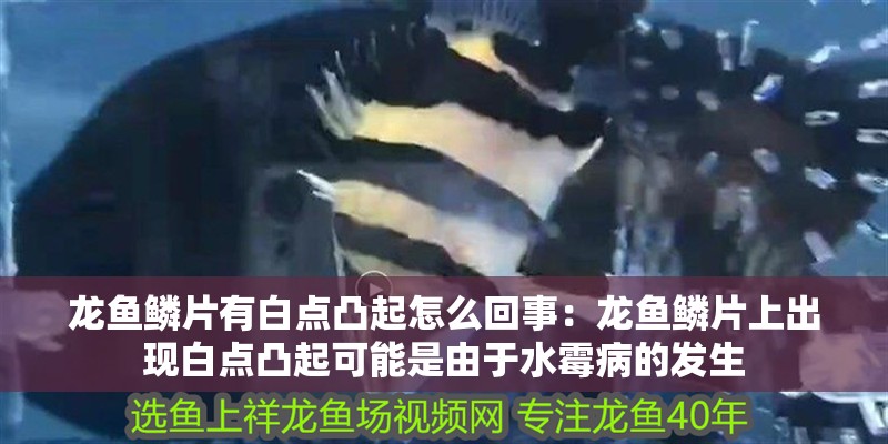 龍魚鱗片有白點(diǎn)凸起怎么回事：龍魚鱗片上出現(xiàn)白點(diǎn)凸起可能是由于水霉病的發(fā)生