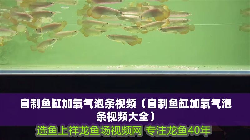 自制魚缸加氧氣泡條視頻（自制魚缸加氧氣泡條視頻大全）