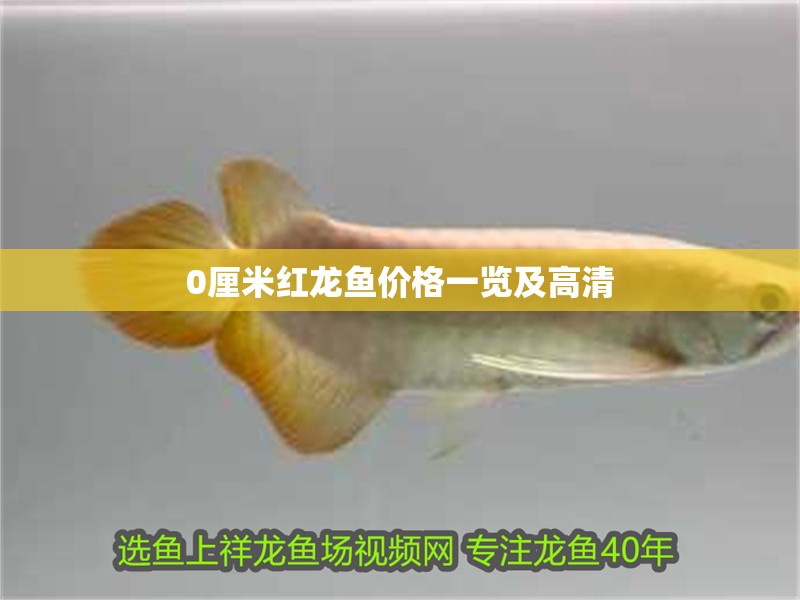 0厘米紅龍魚價格一覽及高清