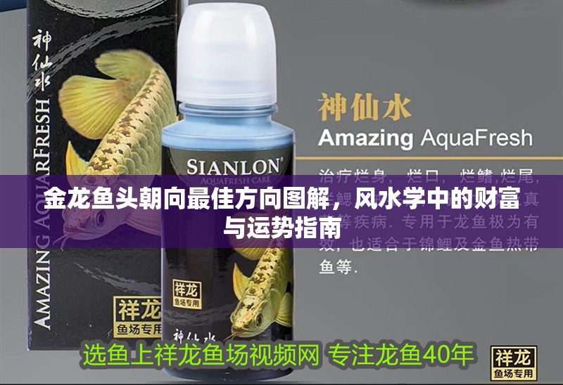 金龍魚頭朝向最佳方向圖解，風水學中的財富與運勢指南