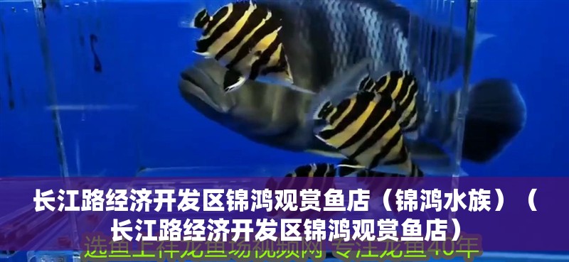 長江路經濟開發區錦鴻觀賞魚店（錦鴻水族）（長江路經濟開發區錦鴻觀賞魚店）