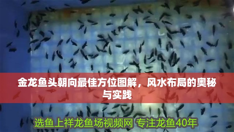 金龍魚頭朝向最佳方位圖解，風水布局的奧秘與實踐