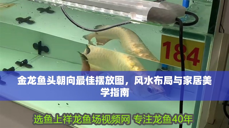 金龍魚頭朝向最佳擺放圖，風(fēng)水布局與家居美學(xué)指南