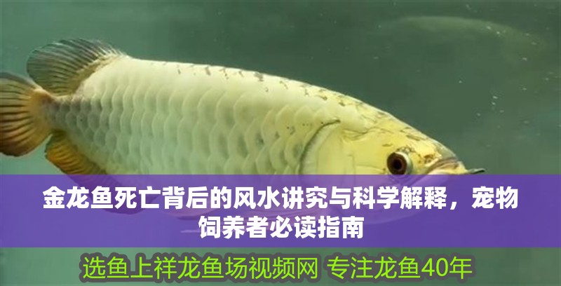 金龍魚死亡背后的風(fēng)水講究與科學(xué)解釋，寵物飼養(yǎng)者必讀指南