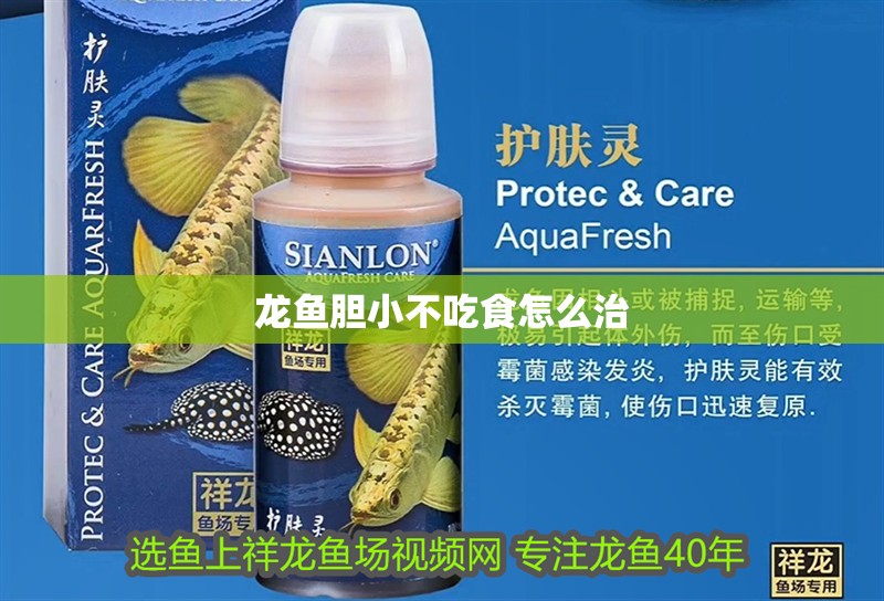 龍魚膽小不吃食怎么治 龍魚膽小不吃食怎么治 龍魚百科 第2張