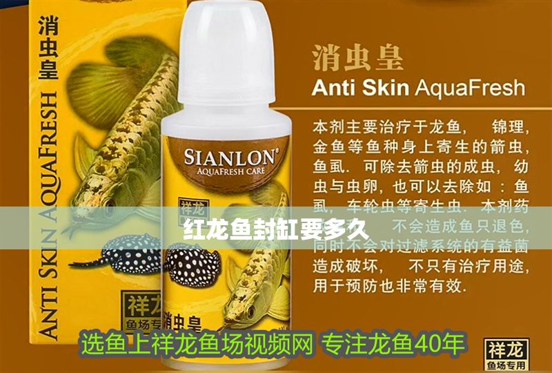 紅龍魚封缸要多久