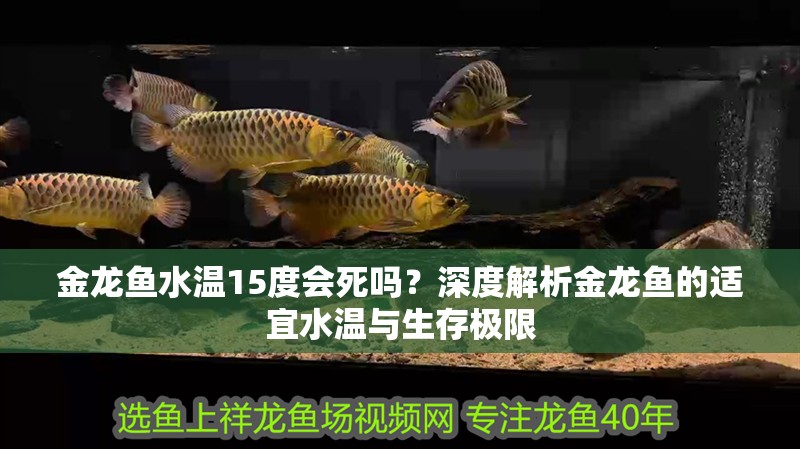 金龍魚水溫15度會死嗎？深度解析金龍魚的適宜水溫與生存極限