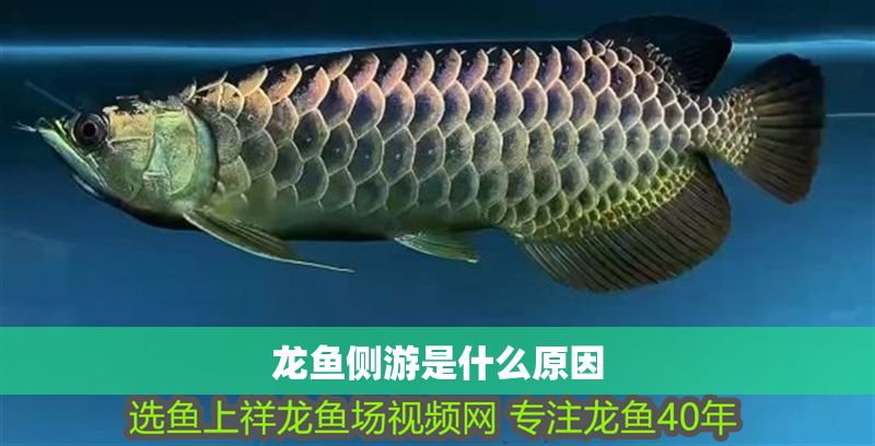 龍魚側(cè)游是什么原因
