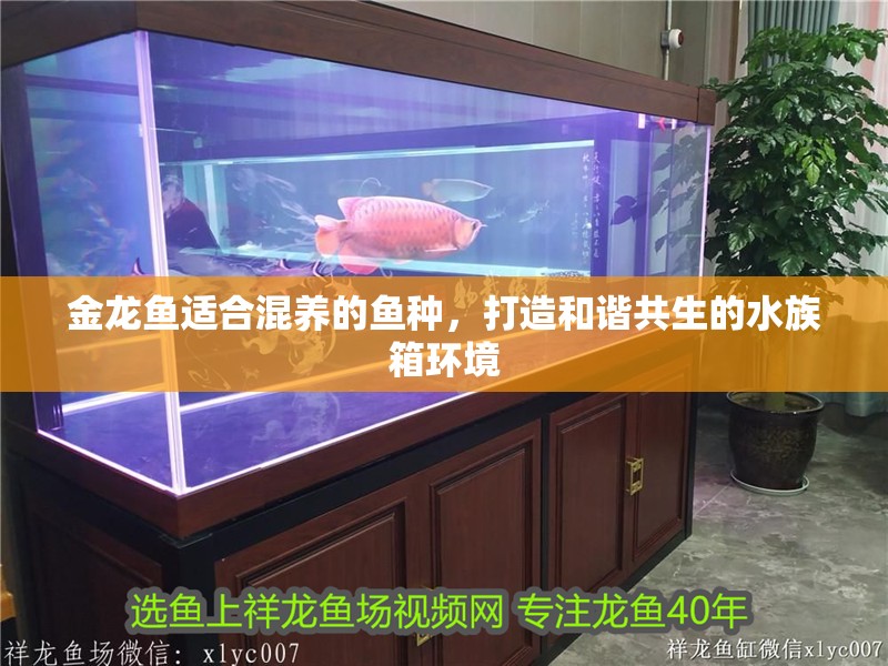 金龍魚適合混養的魚種，打造和諧共生的水族箱環境