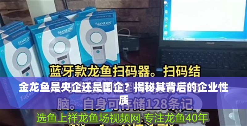 金龍魚是央企還是國企？揭秘其背后的企業性質