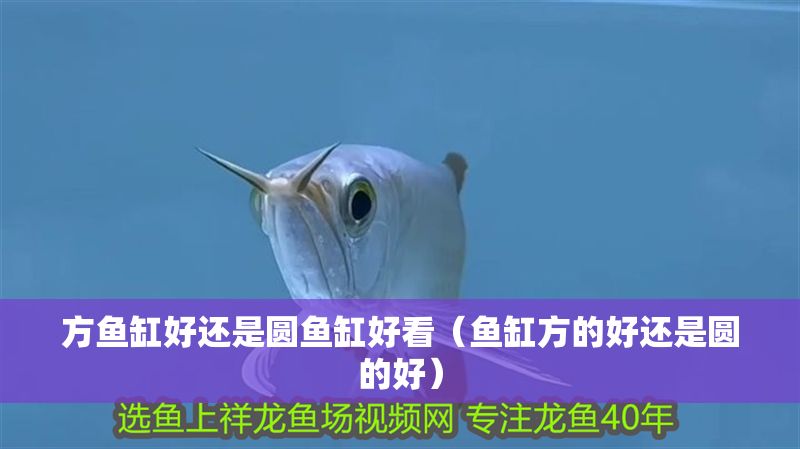 方魚缸好還是圓魚缸好看（魚缸方的好還是圓的好）