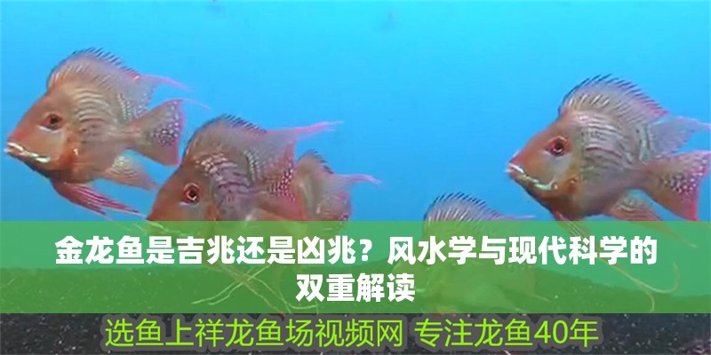 金龍魚是吉兆還是兇兆？風水學與現代科學的雙重解讀
