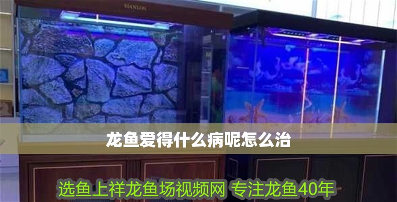 龍魚愛得什么病呢怎么治