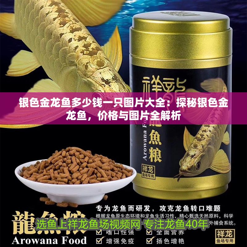 銀色金龍魚多少錢一只圖片大全：探秘銀色金龍魚，價(jià)格與圖片全解析