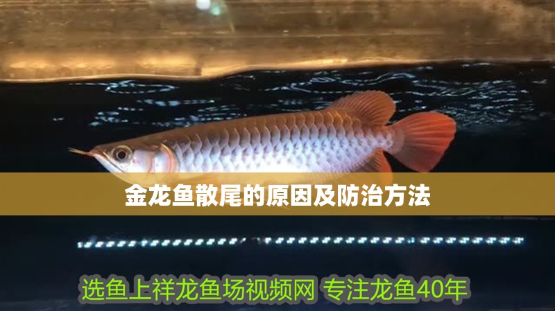 金龍魚散尾的原因及防治方法