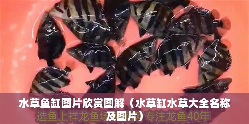 水草魚缸圖片欣賞圖解（水草缸水草大全名稱及圖片）