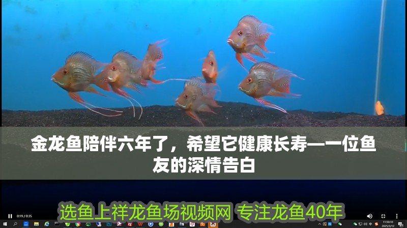 金龍魚陪伴六年了，希望它健康長壽—一位魚友的深情告白 金龍魚陪伴六年了，希望它健康長壽—一位魚友的深情告白 龍魚百科 第1張