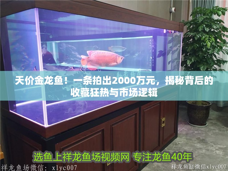 天價金龍魚！一條拍出2000萬元，揭秘背后的收藏狂熱與市場邏輯