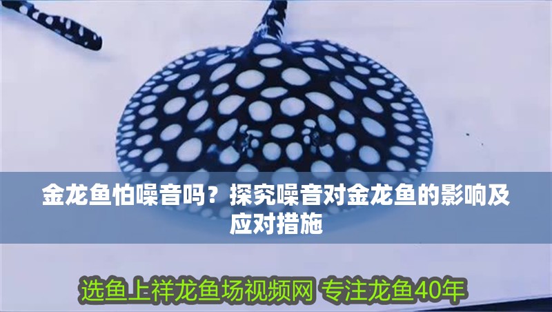 金龍魚(yú)怕噪音嗎？探究噪音對(duì)金龍魚(yú)的影響及應(yīng)對(duì)措施