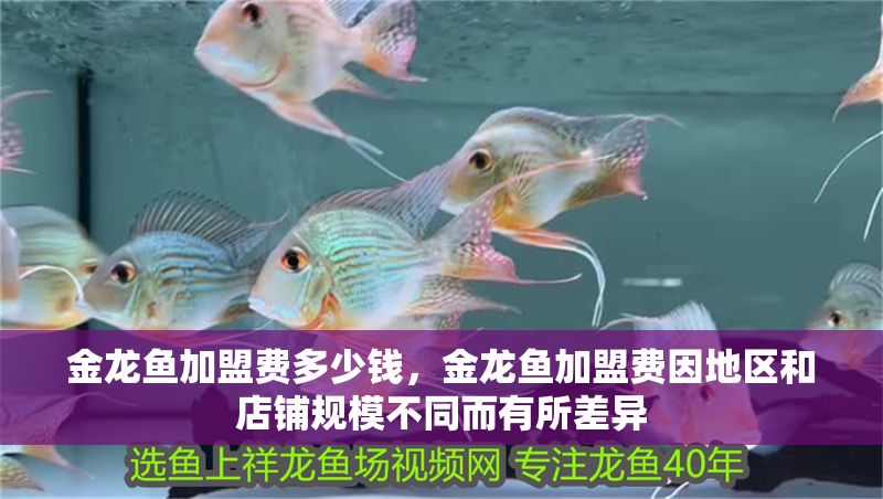 金龍魚加盟費多少錢，金龍魚加盟費因地區(qū)和店鋪規(guī)模不同而有所差異