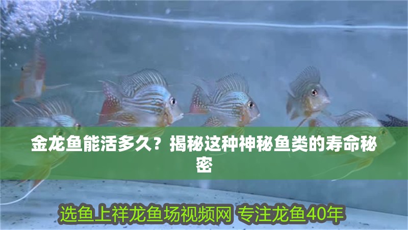 金龍魚能活多久？揭秘這種神秘魚類的壽命秘密