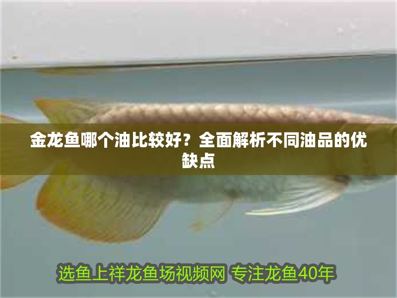 金龍魚哪個油比較好？全面解析不同油品的優(yōu)缺點