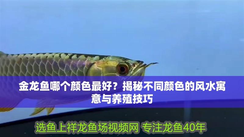 金龍魚哪個顏色最好？揭秘不同顏色的風水寓意與養殖技巧