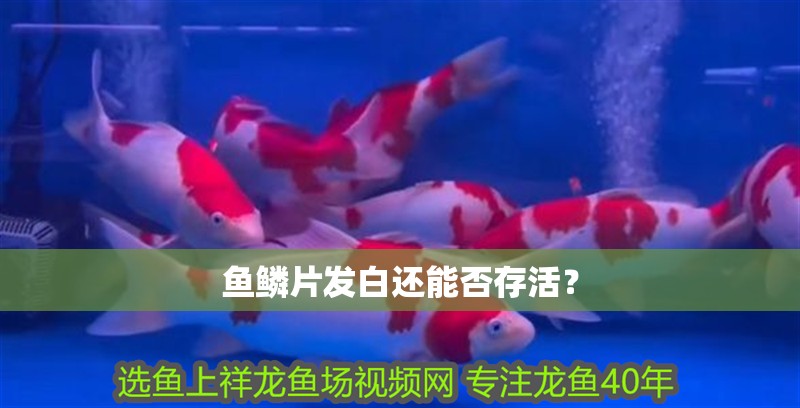 魚鱗片發白還能否存活？