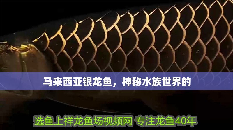 馬來(lái)西亞銀龍魚(yú)，神秘水族世界的