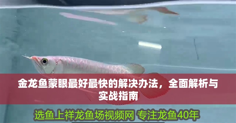 金龍魚蒙眼最好最快的解決辦法,全面解析與實戰(zhàn)指南 龍魚百科 第1張 金龍魚蒙眼最好最快的解決辦法,全面解析與實戰(zhàn)指南 金龍魚蒙眼最好最快的解決辦法,全面解析與實戰(zhàn)指南 龍魚百科 第1張