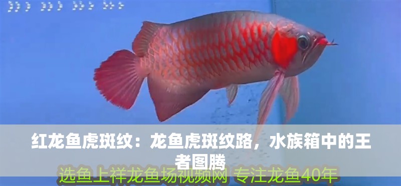 紅龍魚虎斑紋：龍魚虎斑紋路，水族箱中的王者圖騰
