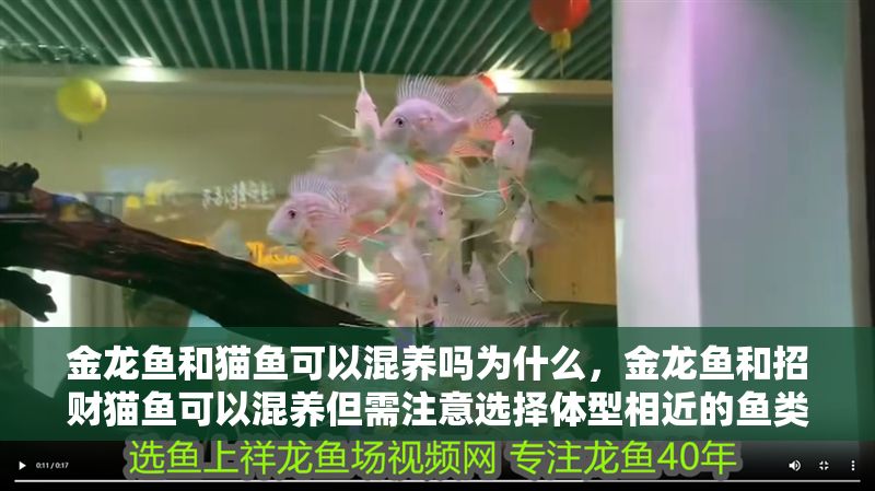 金龍魚(yú)和貓魚(yú)可以混養(yǎng)嗎為什么，金龍魚(yú)和招財(cái)貓魚(yú)可以混養(yǎng)但需注意選擇體型相近的魚(yú)類(lèi)