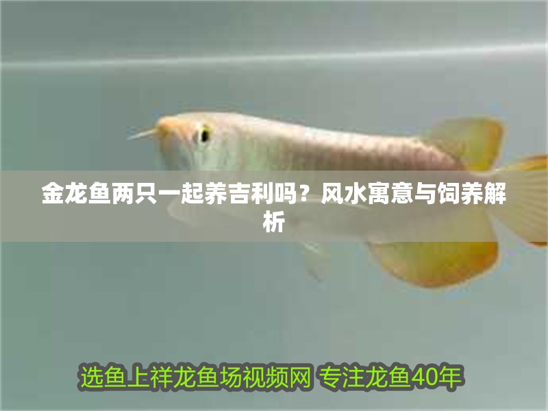 金龍魚兩只一起養(yǎng)吉利嗎？風(fēng)水寓意與飼養(yǎng)解析