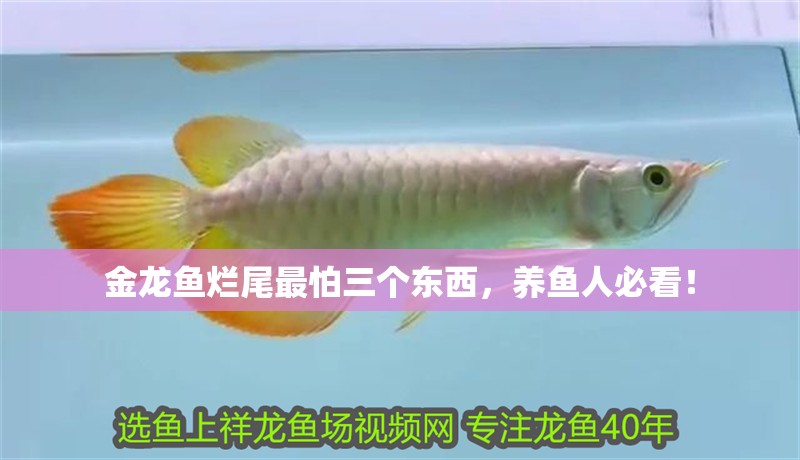 金龍魚爛尾最怕三個東西，養(yǎng)魚人必看！