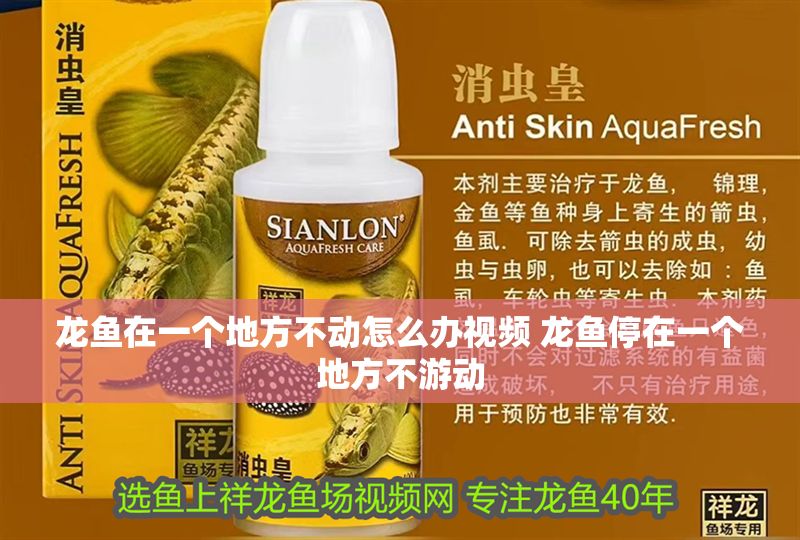 龍魚在一個地方不動怎么辦視頻 龍魚停在一個地方不游動