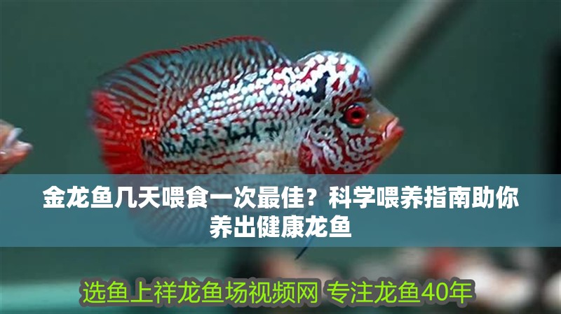 金龍魚幾天喂食一次最佳？科學喂養指南助你養出健康龍魚 金龍魚幾天喂食一次最佳？科學喂養指南助你養出健康龍魚 龍魚百科 第2張